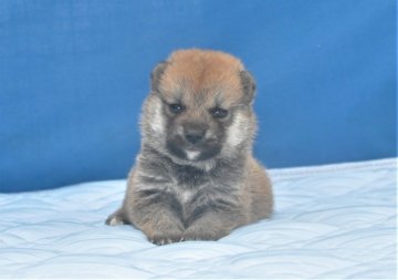 柴犬(標準サイズ)【三重県・男の子・2020年5月25日・赤】の写真「凄くきれいな赤柴雄・両親豆柴サイズ（未認定）」