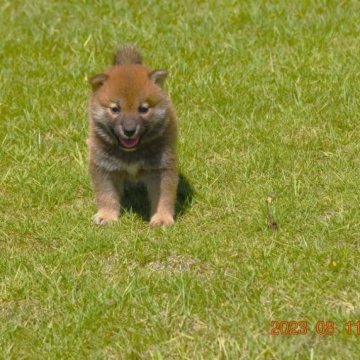 柴犬(標準サイズ)【三重県・女の子・2023年7月9日・赤】の写真「父犬壮犬賞・成犬賞受賞・母犬豆柴サイズ小さ」