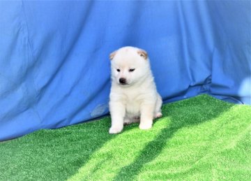 柴犬(標準サイズ)【三重県・男の子・2021年2月21日・淡赤(白)】の写真「超イケメン白柴です。」