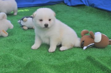 柴犬(標準サイズ)【三重県・女の子・2020年5月7日・淡赤(白柴)】の写真「綺麗な白柴です。」