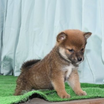 柴犬(標準サイズ)【三重県・男の子・2023年4月6日・赤】の写真「被毛少し黒毛ですが将来き赤柴に成ると思います。」