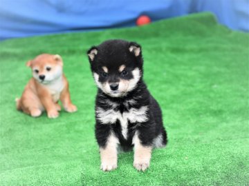 柴犬(標準サイズ)【三重県・男の子・2020年12月20日・黒】の写真「父犬豆柴サイズ、理想の配色で、活発な女の子です、」