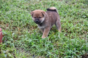 柴犬(標準サイズ)【三重県・男の子・2021年7月14日・赤】の写真「父犬2年連続全国展入賞犬、日葡本部賞受賞犬。」