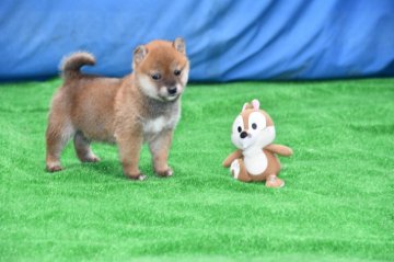 柴犬(標準サイズ)【三重県・男の子・2021年3月6日・赤】の写真「メチャメチャかわいいきれいな赤柴です。人気者になる」