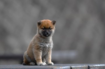 柴犬(標準サイズ)【三重県・男の子・2021年11月24日・赤】の写真「タヌキ顔の女の子です、将来きれいな赤柴になると思す」