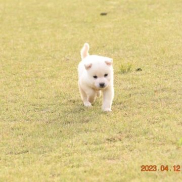 柴犬(標準サイズ)【三重県・男の子・2023年3月1日・白柴】の写真「きれいで汚れが少ない白柴です。非常に元気な子犬です」