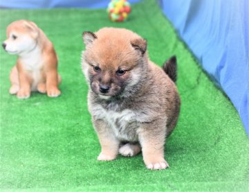 柴犬(標準サイズ)【三重県・男の子・2020年12月7日・赤】の写真「父犬賞歴あり、両親遺伝子検査してあります。」