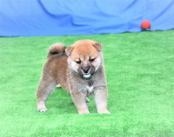 柴犬(標準サイズ)【三重県・女の子・2020年8月17日・赤】の写真「両親豆柴サイズ・眼型最高の赤柴です。」