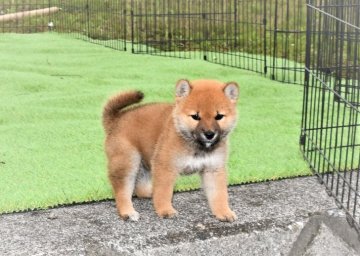 柴犬(標準サイズ)【三重県・女の子・2021年4月6日・赤】の写真「凄くきれいな赤柴雌です。」