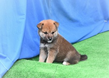 柴犬(標準サイズ)【三重県・女の子・2020年8月17日・赤】の写真「両親豆柴サイズ・眼型最高の赤柴です。」