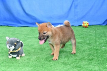 柴犬(標準サイズ)【三重県・男の子・2020年7月26日・赤】の写真「小ぶりですごく活発です。」