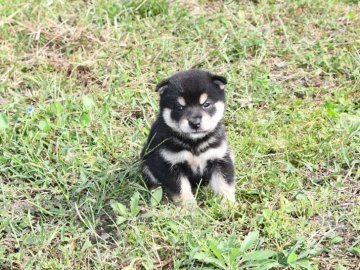 柴犬(標準サイズ)【三重県・女の子・2021年9月10日・黒】の写真「両親入賞しています理想の配色最高の黒柴と思います。」