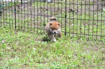 柴犬(標準サイズ)【三重県・女の子・2021年5月2日・赤】の写真「きれいな柴です。父犬入賞しています」