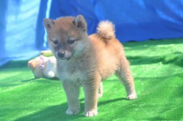 柴犬(標準サイズ)【三重県・男の子・2020年4月10日・赤】の写真「父犬,令和元年日本犬保存会、全国展成犬組入賞」