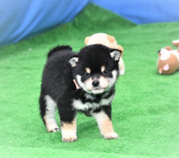 柴犬(標準サイズ)【三重県・男の子・2020年11月21日・黒】の写真「両親豆柴認定サイズです。まだ認定審査受けていません」