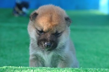 柴犬(標準サイズ)【三重県・男の子・2018年11月26日・赤】の写真「父犬、2年連続全国展にて入賞犬の子犬です。色素濃い」