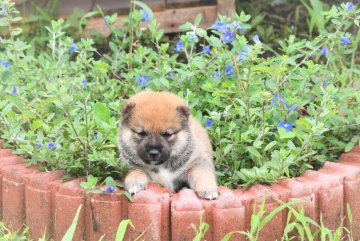 柴犬(標準サイズ)【三重県・男の子・2021年7月28日・赤】の写真「父犬2年連続全国展入賞犬、日葡本部賞受賞犬。」