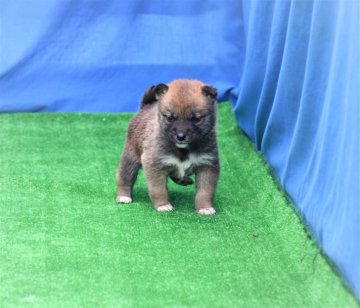 柴犬(標準サイズ)【三重県・女の子・2021年1月8日・赤】の写真「父犬賞歴あり、色素濃いですが、将来真っ赤な柴犬にな」