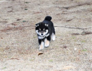 柴犬(標準サイズ)【三重県・男の子・2021年11月26日・黒】の写真「両親豆柴認定犬です、すごく元気で活発です。」