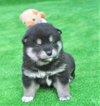 柴犬(標準サイズ)【三重県・男の子・2019年12月16日・黒】の写真「父犬展覧会で入賞しています、母犬豆柴サイズの子犬で」