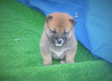 柴犬(豆柴)【三重県・女の子・2020年2月12日・赤】の写真「両親豆柴認定犬です、被毛非常に濃い赤です。メッチャ」