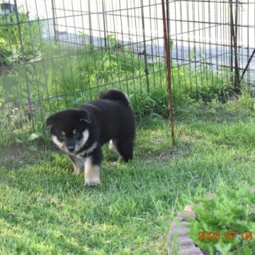 柴犬(標準サイズ)【三重県・男の子・2023年5月20日・黒】の写真「黒・赤・白3色はっきりした理想配色、良いですよ」