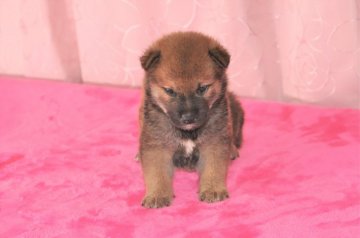 柴犬(標準サイズ)【三重県・男の子・2019年6月30日・赤】の写真「父犬、2年連続全国展にて入賞犬の子犬です。色素濃い」