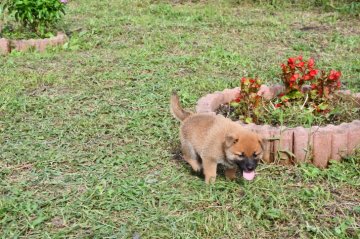 柴犬(標準サイズ)【三重県・男の子・2021年8月17日・赤】の写真「豆柴サイズの赤柴です」