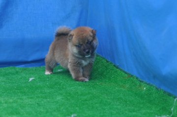 柴犬(標準サイズ)【三重県・男の子・2020年7月9日・赤】の写真「両親知に豆柴サイズ（未認定）両親小さ目の赤柴雄です」