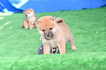 柴犬(標準サイズ)【三重県・男の子・2020年9月24日・赤】の写真「父犬豆柴認定、母犬豆柴サイズのきれいな赤柴雄です。」