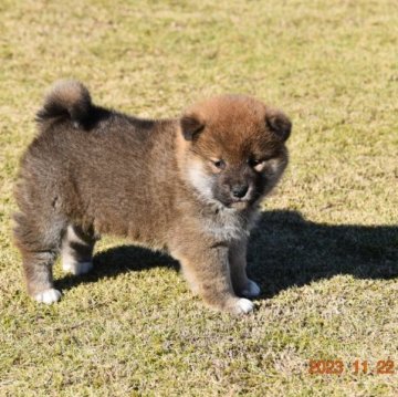 柴犬(標準サイズ)【三重県・女の子・2023年10月20日・赤】の写真「被毛少し濃い、展覧会・繁殖用に適していると思います」