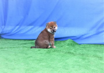 柴犬(標準サイズ)【三重県・女の子・2021年1月8日・赤】の写真「すごく元気で綺麗なタヌキ顔の赤柴です。」