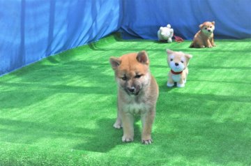 柴犬(標準サイズ)【三重県・女の子・2020年6月14日・赤】の写真「父犬2年連続全国店入賞犬、父犬の幼少期ソックリ」