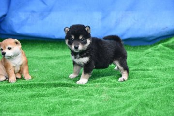 柴犬(標準サイズ)【三重県・男の子・2021年2月21日・黒】の写真「両親展覧会の賞歴あり、イケメンの黒柴です。」