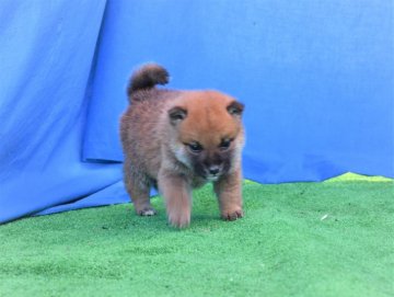 柴犬(標準サイズ)【三重県・男の子・2020年9月24日・赤】の写真「父犬豆柴認定、母犬豆柴サイズのきれいな赤柴雄です。」