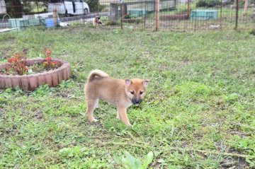 柴犬(標準サイズ)【三重県・男の子・2021年9月1日・赤】の写真「活発な女の子です。父犬賞歴あり素晴らしい血統です」