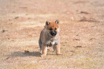 柴犬(標準サイズ)【三重県・男の子・2021年11月11日・赤】の写真「両親豆柴認定犬です。素晴らしい柴犬です。活発です」