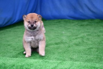 柴犬(標準サイズ)【三重県・男の子・2020年11月28日・赤】の写真「父犬展覧会で入賞しています、母犬豆柴サイズの子犬で」