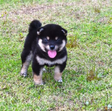 柴犬(標準サイズ)【三重県・女の子・2023年8月26日・黒】の写真「活発で元気な子、配色も理想に近いです。」