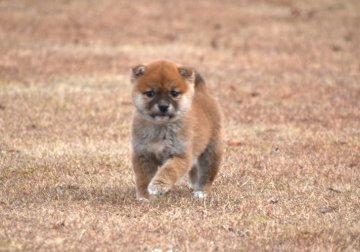 柴犬(標準サイズ)【三重県・男の子・2021年11月24日・赤】の写真「タヌキ顔の雄犬です、将来きれいな赤柴になると思す」