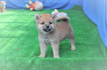 柴犬(標準サイズ)【三重県・男の子・2020年6月14日・赤】の写真「父犬豆柴サイズ・きれいな赤柴です」