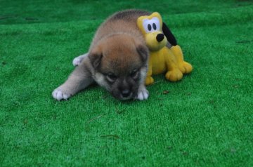 柴犬(標準サイズ)【三重県・男の子・2018年7月21日・赤】の写真「展覧会向けの赤柴雄です。」