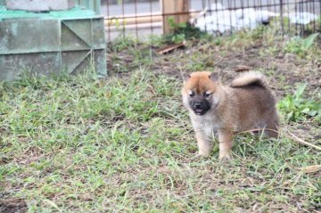 柴犬(標準サイズ)【三重県・男の子・2021年8月17日・赤】の写真「豆柴サイズの赤柴です」