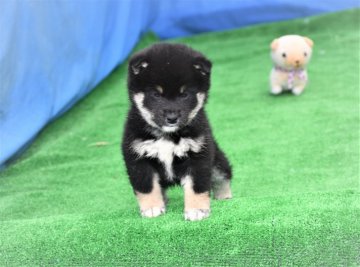 柴犬(標準サイズ)【三重県・男の子・2020年12月10日・黒】の写真「父犬賞歴あり、理想の配色で、活発な男の子です、」