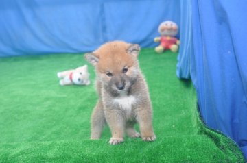 柴犬(標準サイズ)【三重県・男の子・2020年7月18日・赤】の写真「きれいな赤柴です。」