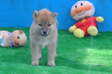 柴犬(標準サイズ)【三重県・女の子・2018年7月26日・赤】の写真「父犬、2年連続全国展にて入賞犬の子犬です。」