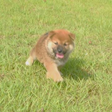 柴犬(標準サイズ)【三重県・男の子・2022年8月10日・赤】の写真「綺麗な赤柴になると思います。」