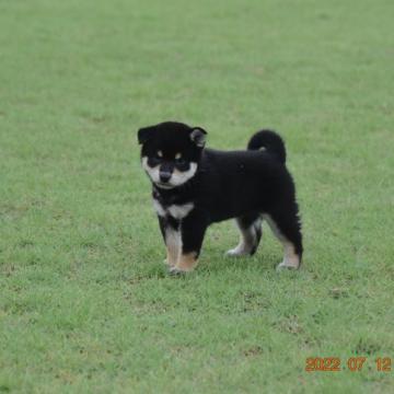 柴犬(標準サイズ)【三重県・女の子・2022年6月8日・黑】の写真「理想の配色最高の黒柴と思います。」