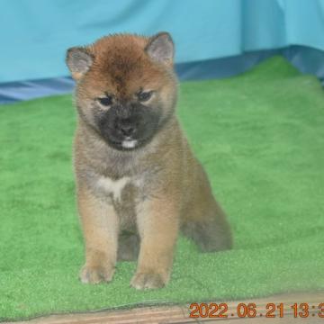 柴犬(標準サイズ)【三重県・女の子・2022年5月15日・赤】の写真「父犬賞歴あります。活発で人懐っこい女の子です。」