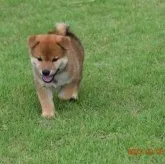 柴犬(標準サイズ)【三重県・男の子・2023年7月20日・赤】の写真1